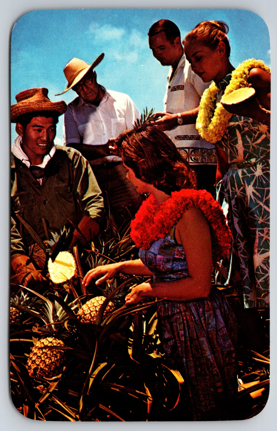 A Colourpicture Plastichrome chrome postcard from the Postcard Origins collection: Hawaiian pineapple harvest scene